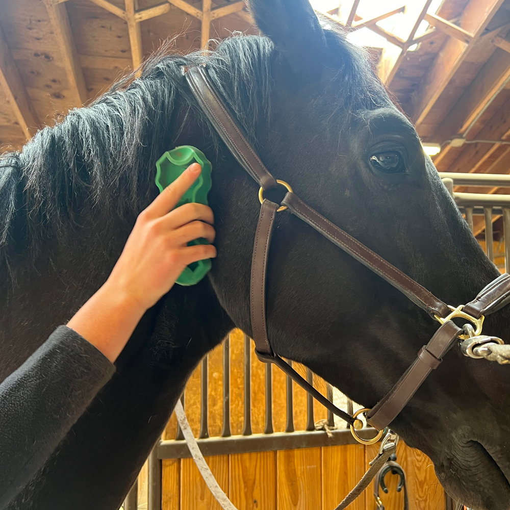 GroomBug bring used to brush a horse.