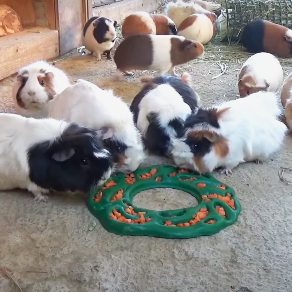 Luna Ring Feeding Guinea Pigs at Omuta City Zoo