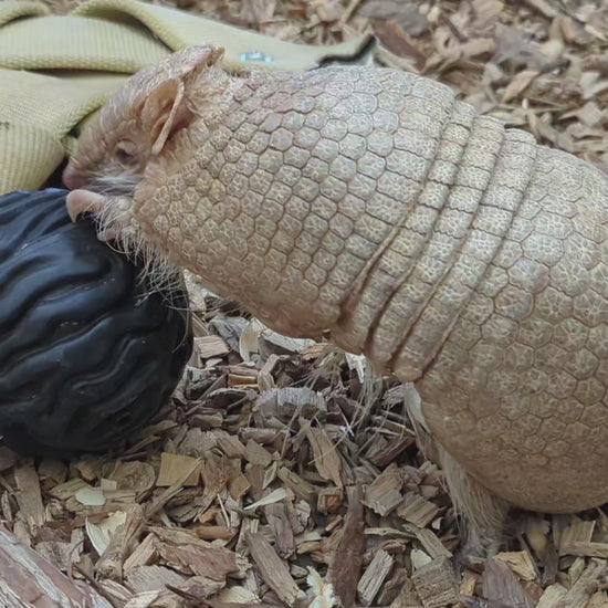 Rosita with the Luna Ball | Pueblo Zoo