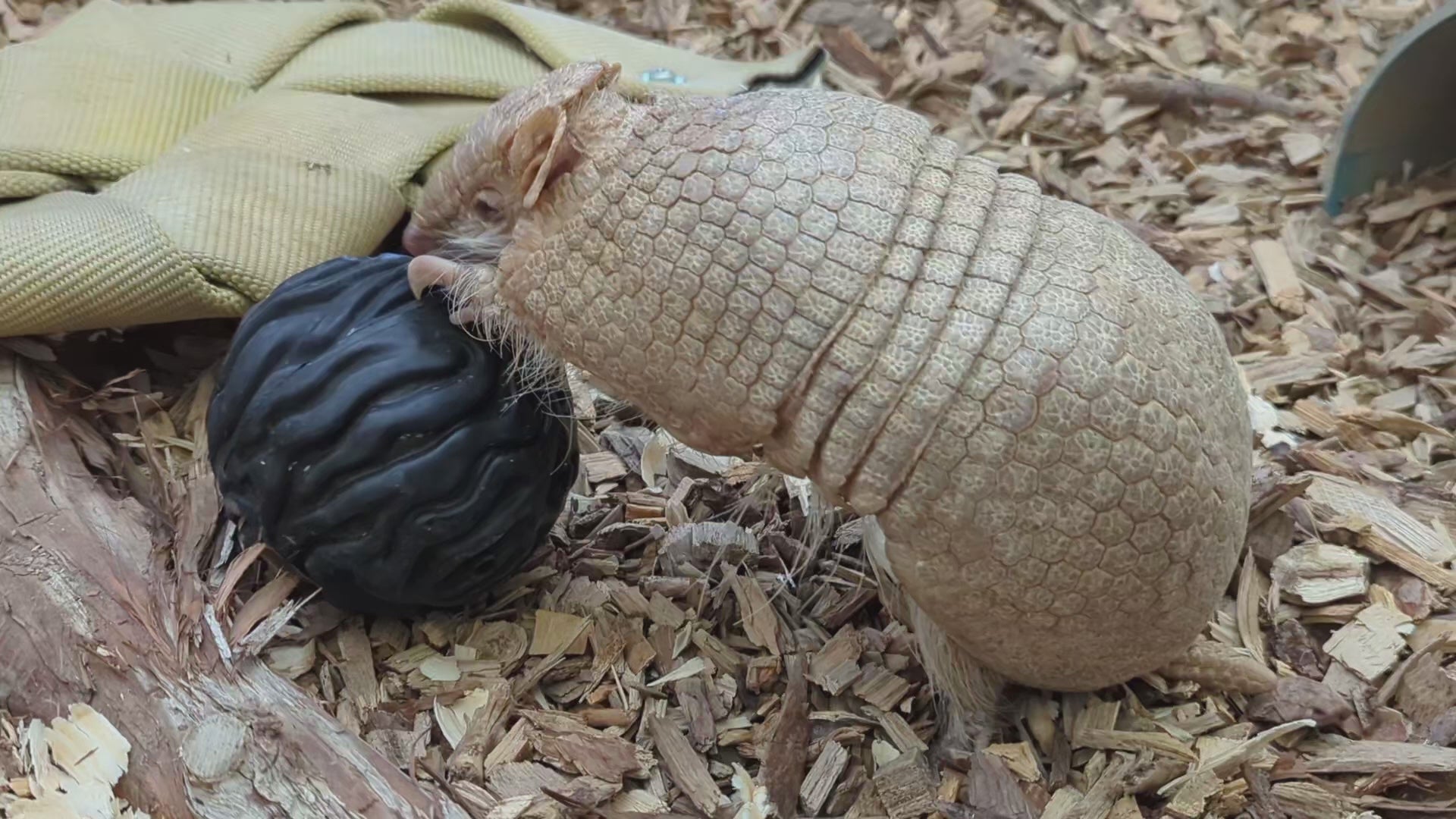 Rosita with the Luna Ball | Pueblo Zoo